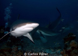So close than can feel the action. Shark feeding with the... by Carlos Pérez 